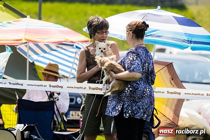 Zdjęcie w galerii na portalu naszraciborz.pl: Drugi dzień Krajowej Wystawy Psów Rasowych wiadomości z regionu