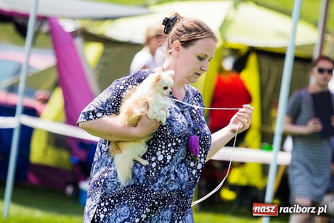 Zdjęcie w galerii na portalu naszraciborz.pl: Drugi dzień Krajowej Wystawy Psów Rasowych wiadomości z regionu