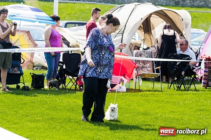 Zdjęcie w galerii na portalu naszraciborz.pl: Drugi dzień Krajowej Wystawy Psów Rasowych wiadomości z regionu