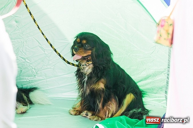 Zdjęcie w galerii na portalu naszraciborz.pl: Drugi dzień Krajowej Wystawy Psów Rasowych wiadomości z regionu