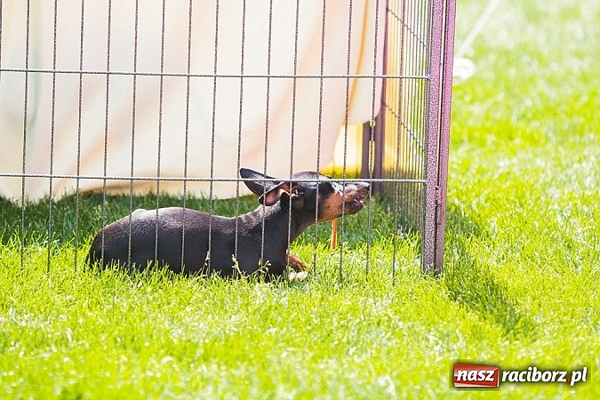 Zdjęcie w galerii na portalu naszraciborz.pl: Drugi dzień Krajowej Wystawy Psów Rasowych wiadomości z regionu