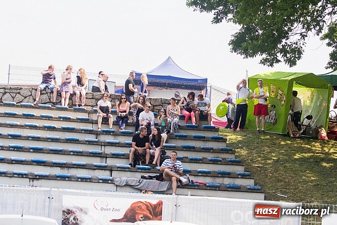 Zdjęcie w galerii na portalu naszraciborz.pl: Drugi dzień Krajowej Wystawy Psów Rasowych wiadomości z regionu