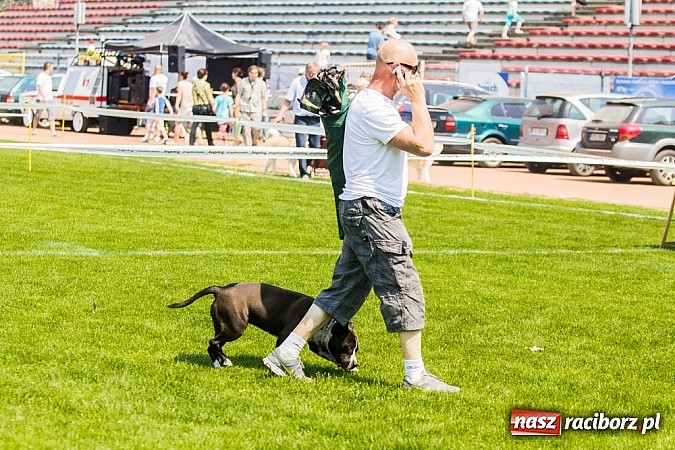 Zdjęcie w galerii na portalu naszraciborz.pl: Drugi dzień Krajowej Wystawy Psów Rasowych wiadomości z regionu