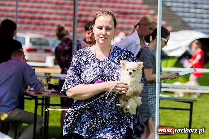 Zdjęcie w galerii na portalu naszraciborz.pl: Drugi dzień Krajowej Wystawy Psów Rasowych wiadomości z regionu