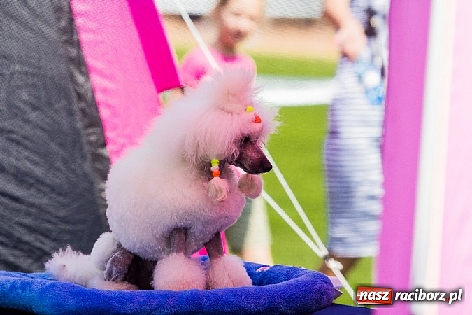 Zdjęcie w galerii na portalu naszraciborz.pl: Drugi dzień Krajowej Wystawy Psów Rasowych wiadomości z regionu