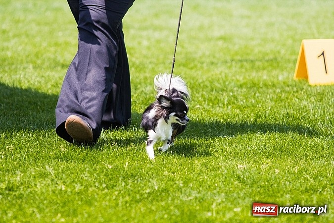 Zdjęcie w galerii na portalu naszraciborz.pl: Drugi dzień Krajowej Wystawy Psów Rasowych wiadomości z regionu
