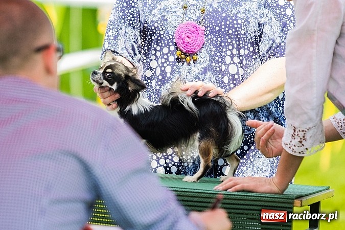 Zdjęcie w galerii na portalu naszraciborz.pl: Drugi dzień Krajowej Wystawy Psów Rasowych wiadomości z regionu
