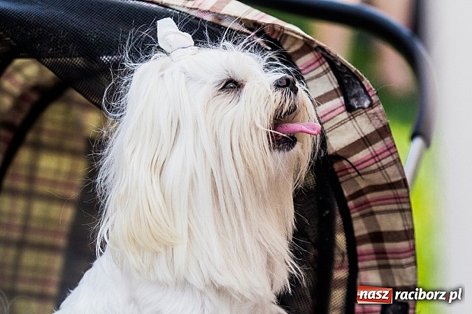 Zdjęcie w galerii na portalu naszraciborz.pl: Drugi dzień Krajowej Wystawy Psów Rasowych wiadomości z regionu