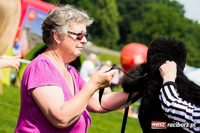Zdjęcie w galerii na portalu naszraciborz.pl: Drugi dzień Krajowej Wystawy Psów Rasowych wiadomości z regionu