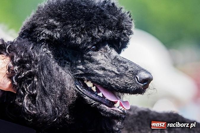 Zdjęcie w galerii na portalu naszraciborz.pl: Drugi dzień Krajowej Wystawy Psów Rasowych wiadomości z regionu