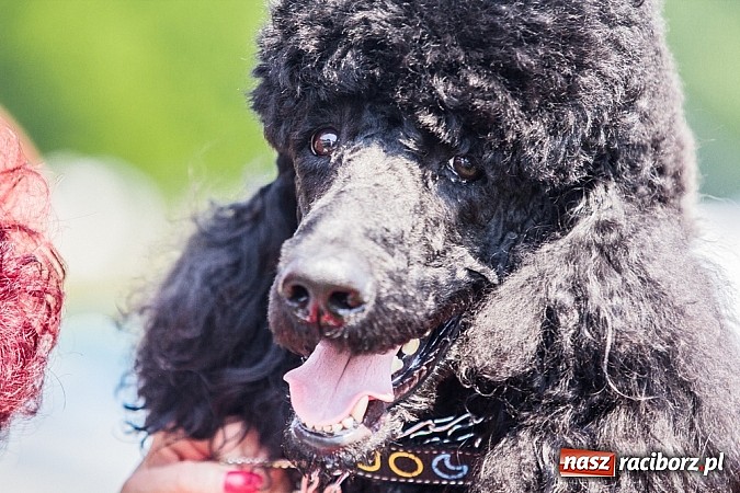 Zdjęcie w galerii na portalu naszraciborz.pl: Drugi dzień Krajowej Wystawy Psów Rasowych wiadomości z regionu