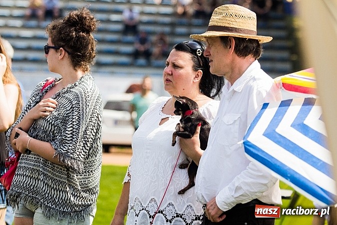 Zdjęcie w galerii na portalu naszraciborz.pl: Drugi dzień Krajowej Wystawy Psów Rasowych wiadomości z regionu