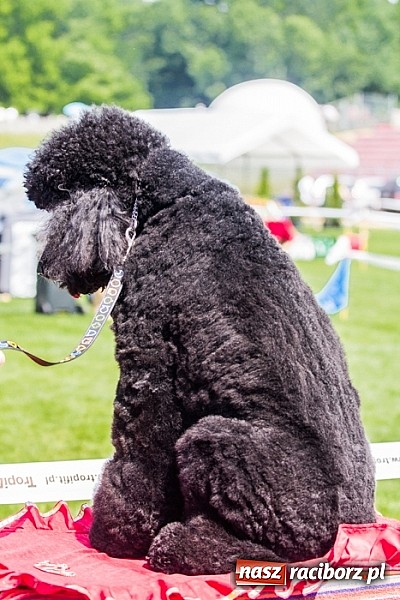 Zdjęcie w galerii na portalu naszraciborz.pl: Drugi dzień Krajowej Wystawy Psów Rasowych wiadomości z regionu