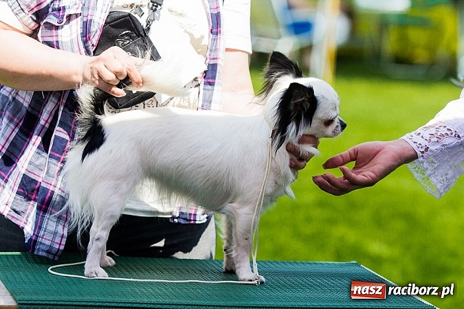 Zdjęcie w galerii na portalu naszraciborz.pl: Drugi dzień Krajowej Wystawy Psów Rasowych wiadomości z regionu