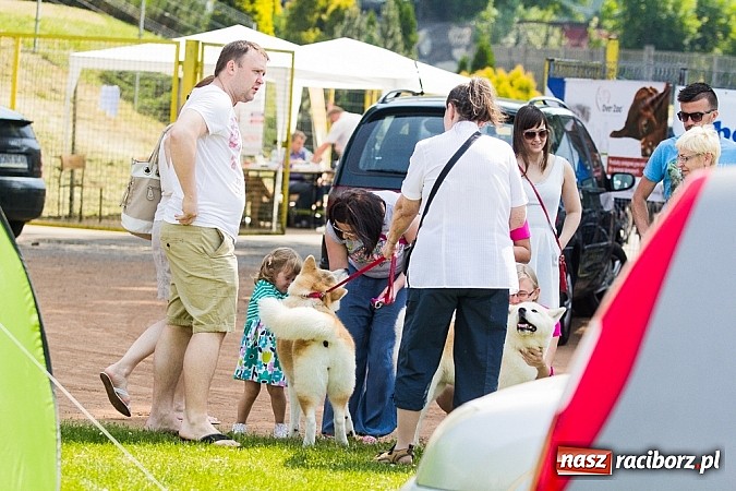 Zdjęcie w galerii na portalu naszraciborz.pl: Drugi dzień Krajowej Wystawy Psów Rasowych wiadomości z regionu