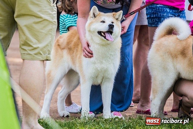 Zdjęcie w galerii na portalu naszraciborz.pl: Drugi dzień Krajowej Wystawy Psów Rasowych wiadomości z regionu