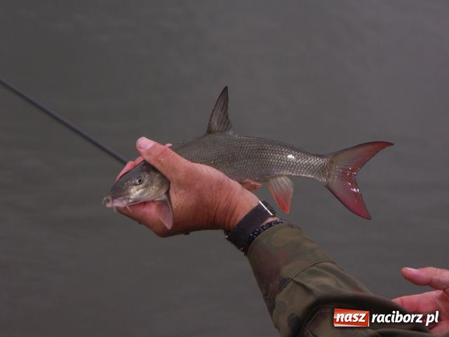Zdjęcie w galerii na portalu naszraciborz.pl: Wodołaz ma nowego mistrza wiadomości z regionu