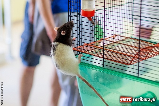 Zdjęcie w galerii na portalu naszraciborz.pl: Rodzinnie na festynie przy Londzina wiadomości z regionu