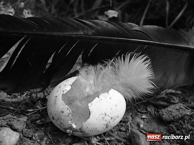 Zdjęcie w galerii na portalu naszraciborz.pl: Robert Słoma poprowadził warsztaty fotograficzne w MDK  wiadomości z regionu