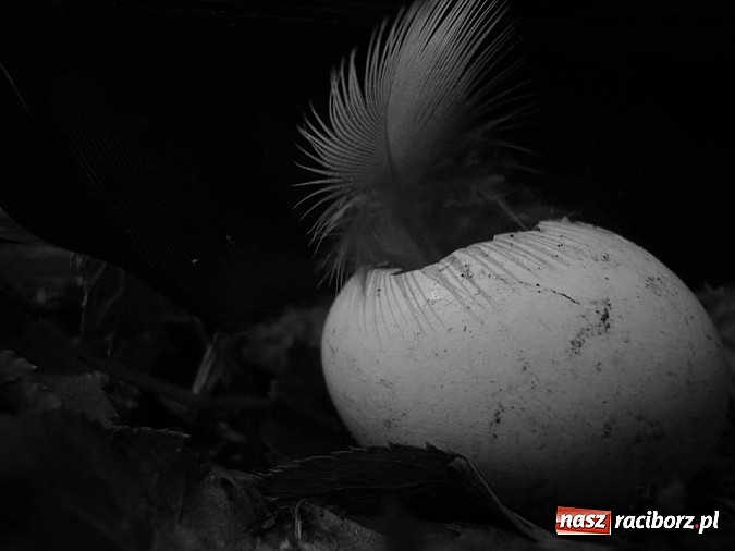 Zdjęcie w galerii na portalu naszraciborz.pl: Robert Słoma poprowadził warsztaty fotograficzne w MDK  wiadomości z regionu