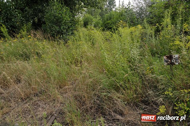 Zdjęcie w galerii na portalu naszraciborz.pl: Lokomotywownia Racibórz wiadomości z regionu