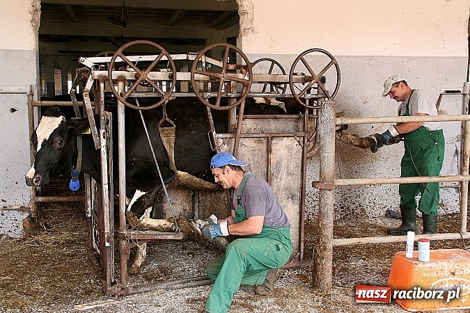 Zdjęcie w galerii na portalu naszraciborz.pl: Twój zawód brzmi znajomo - kolejne zawody tworkowskiej młodzieży  wiadomości z regionu