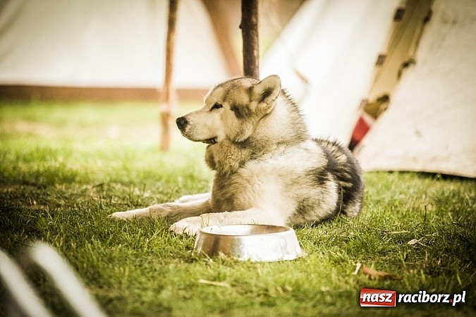 Zdjęcie w galerii na portalu naszraciborz.pl: Gród zamiast samej bramy. Inwestycja pod Oborą ma kosztować 200 tys. zł  wiadomości z regionu
