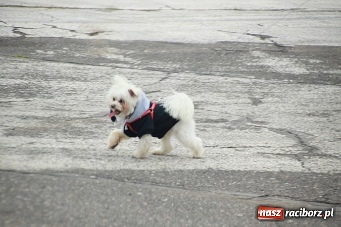 Zdjęcie w galerii na portalu naszraciborz.pl: Rafał Pasierbek na Automaster Show 2015  wiadomości z regionu