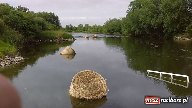 Zdjęcie w galerii na portalu naszraciborz.pl: Prom odpłynął, przyczepa zatonęła, bele spłynęły wiadomości z regionu