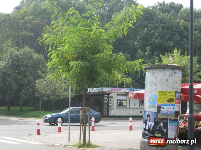 Zdjęcie w galerii na portalu naszraciborz.pl: DROGOWCY ŚPIĄ, drzewo zasłania znak wiadomości z regionu