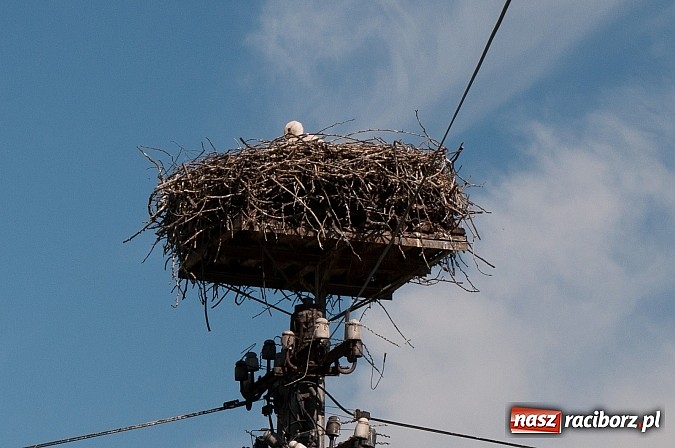 Zdjęcie w galerii na portalu naszraciborz.pl: Dwie linie podwójne ciągłe, za to nie ma chodnika wiadomości z regionu