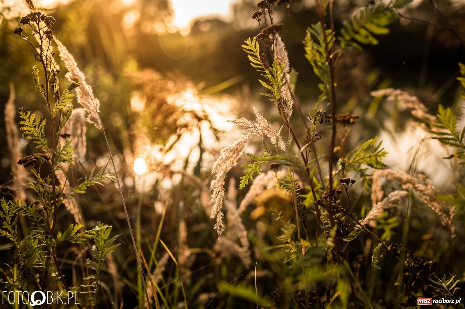 Zdjęcie w galerii na portalu naszraciborz.pl: Dziesięć lat temu powstał projekt zagospodarowania żwirowni na Ostrogu. Kosztem 23 mln zł miało tu powstać raciborskie Acapulco. Zobacz wizualizacje sprzed dekady wiadomości z regionu