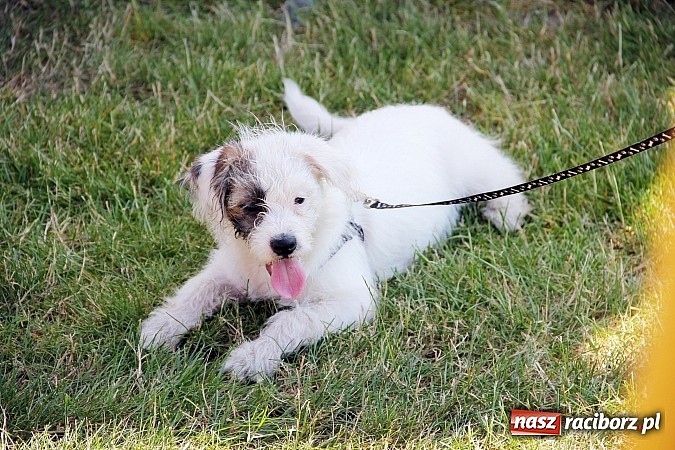 Zdjęcie w galerii na portalu naszraciborz.pl: Atrakcje i zabawa na festynie w Kornowacu  wiadomości z regionu