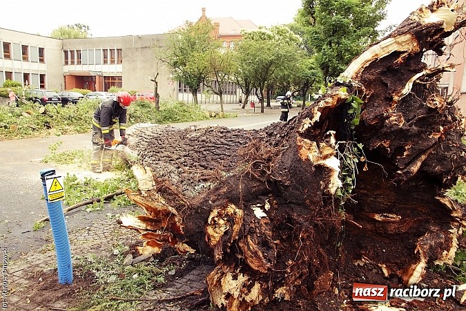 Zdjęcie w galerii na portalu naszraciborz.pl: Powalone drzewa, przerwy w dostawie prądu - skutki nawałnicy wiadomości z regionu