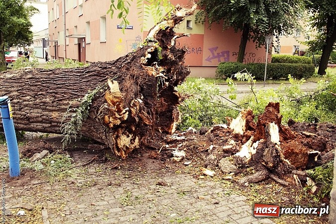 Zdjęcie w galerii na portalu naszraciborz.pl: Powalone drzewa, przerwy w dostawie prądu - skutki nawałnicy wiadomości z regionu