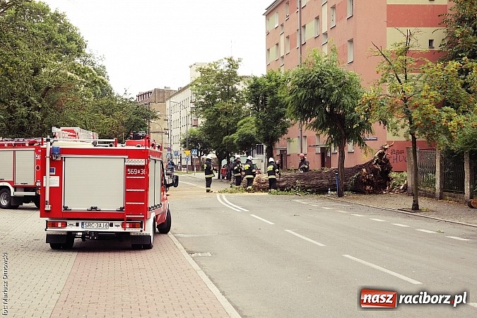 Zdjęcie w galerii na portalu naszraciborz.pl: Powalone drzewa, przerwy w dostawie prądu - skutki nawałnicy wiadomości z regionu