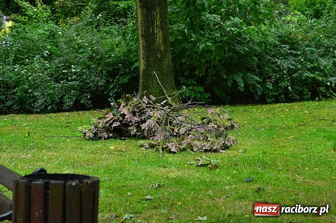 Zdjęcie w galerii na portalu naszraciborz.pl: Powalone drzewa, przerwy w dostawie prądu - skutki nawałnicy wiadomości z regionu