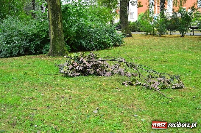 Zdjęcie w galerii na portalu naszraciborz.pl: Powalone drzewa, przerwy w dostawie prądu - skutki nawałnicy wiadomości z regionu