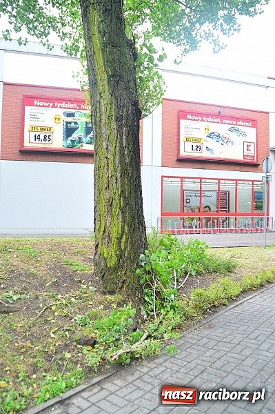 Zdjęcie w galerii na portalu naszraciborz.pl: Powalone drzewa, przerwy w dostawie prądu - skutki nawałnicy wiadomości z regionu