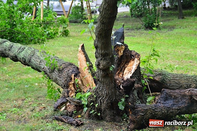 Zdjęcie w galerii na portalu naszraciborz.pl: Powalone drzewa, przerwy w dostawie prądu - skutki nawałnicy wiadomości z regionu