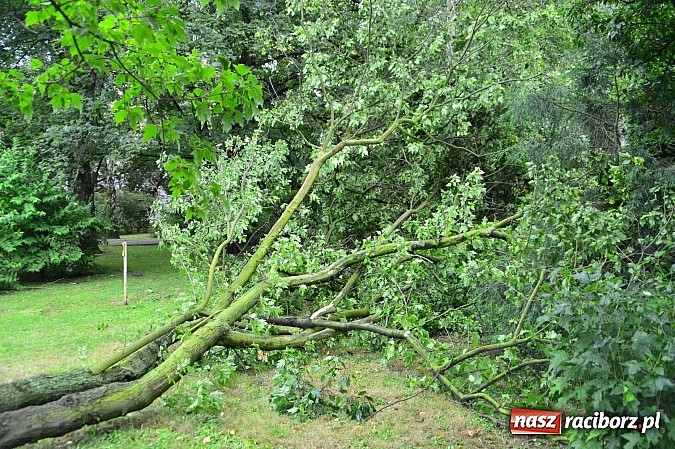 Zdjęcie w galerii na portalu naszraciborz.pl: Powalone drzewa, przerwy w dostawie prądu - skutki nawałnicy wiadomości z regionu