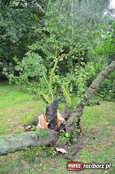 Zdjęcie w galerii na portalu naszraciborz.pl: Powalone drzewa, przerwy w dostawie prądu - skutki nawałnicy wiadomości z regionu