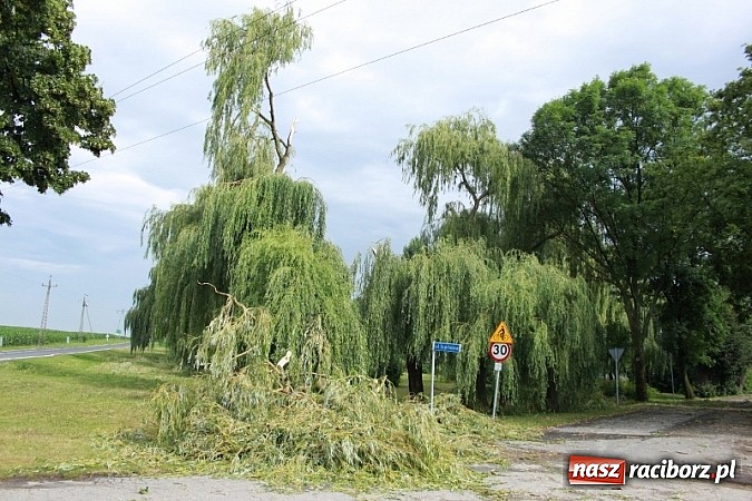 Zdjęcie w galerii na portalu naszraciborz.pl: W Wojnowicach ucierpiał zabytkowy park wiadomości z regionu