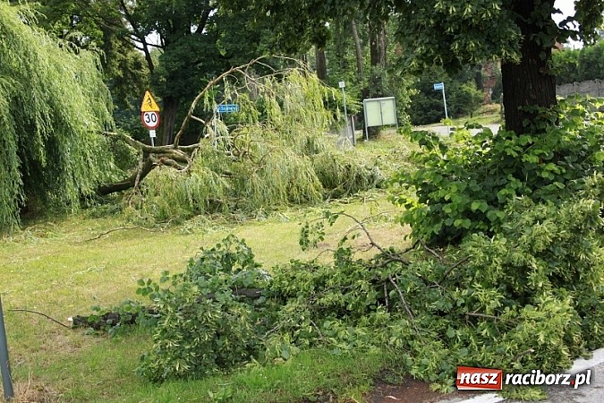 Zdjęcie w galerii na portalu naszraciborz.pl: W Wojnowicach ucierpiał zabytkowy park wiadomości z regionu