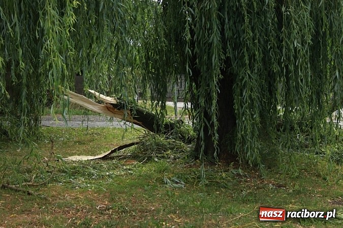 Zdjęcie w galerii na portalu naszraciborz.pl: W Wojnowicach ucierpiał zabytkowy park wiadomości z regionu