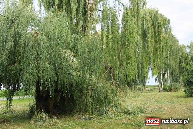 Zdjęcie w galerii na portalu naszraciborz.pl: W Wojnowicach ucierpiał zabytkowy park wiadomości z regionu