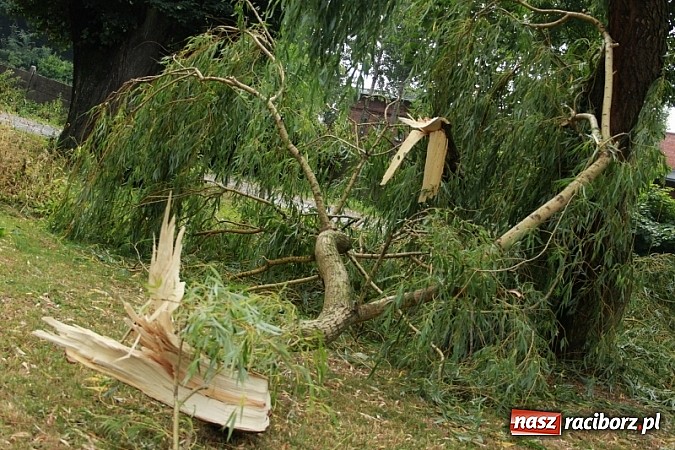 Zdjęcie w galerii na portalu naszraciborz.pl: W Wojnowicach ucierpiał zabytkowy park wiadomości z regionu