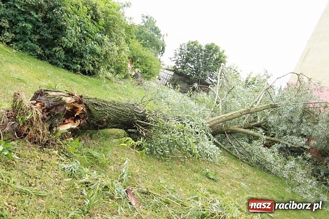 Zdjęcie w galerii na portalu naszraciborz.pl: W Wojnowicach ucierpiał zabytkowy park wiadomości z regionu