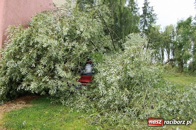 Zdjęcie w galerii na portalu naszraciborz.pl: W Wojnowicach ucierpiał zabytkowy park wiadomości z regionu