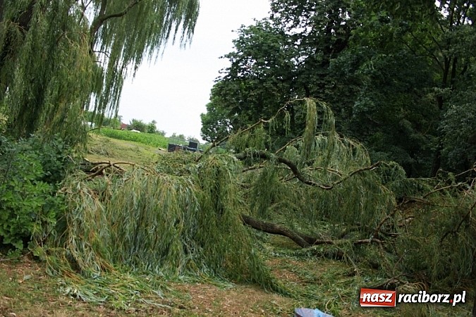 Zdjęcie w galerii na portalu naszraciborz.pl: W Wojnowicach ucierpiał zabytkowy park wiadomości z regionu